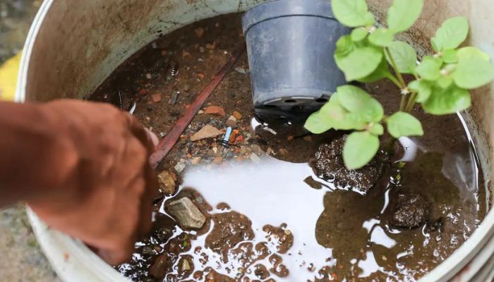 Brasil ultrapassa marca de 5 mil mortes por dengue